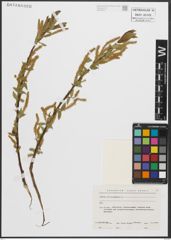 Foto von Salix triandra L.